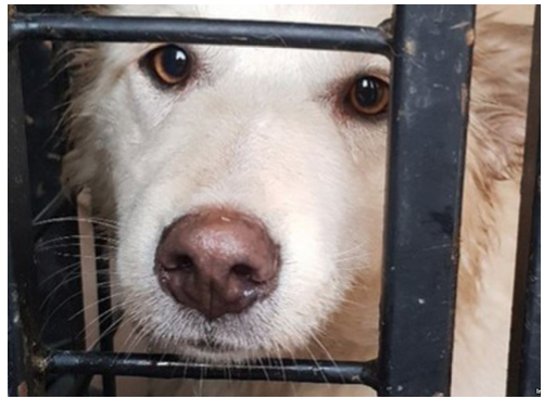 Putin Signs Animal Cruelty Ban in Russia, Activists Claim It's 'Fake News' Putin Signs Animal Cruelty Ban in Russia, Activists Claim It's 'Fake News'