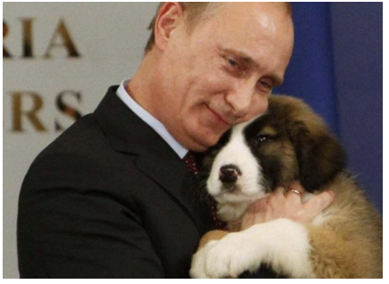 Putin Signs Animal Cruelty Ban in Russia, Activists Claim It's 'Fake News' Putin Signs Animal Cruelty Ban in Russia, Activists Claim It's 'Fake News'