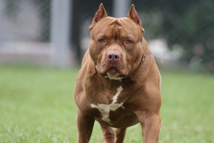 H.R. 5828 Would Mandate Allowing Pit Bulls In Federal Housing Hud