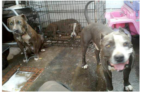 La S Hypocrisy On World Spay Day Backyard Breeders Get A Pass