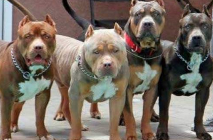 protection pitbulls for sale