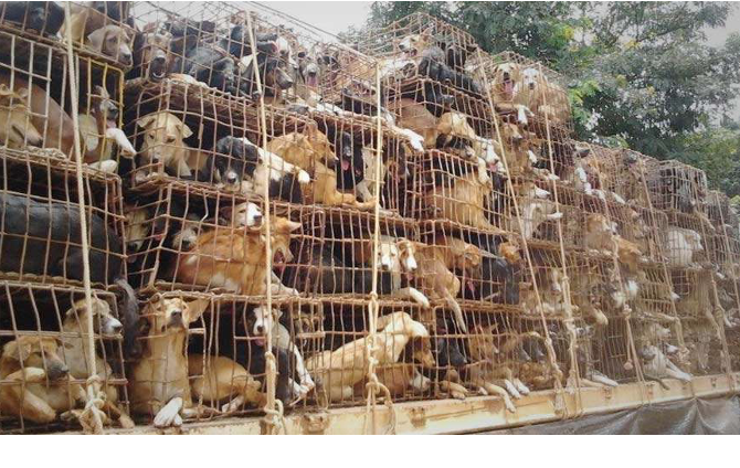 what is the dog meat trade