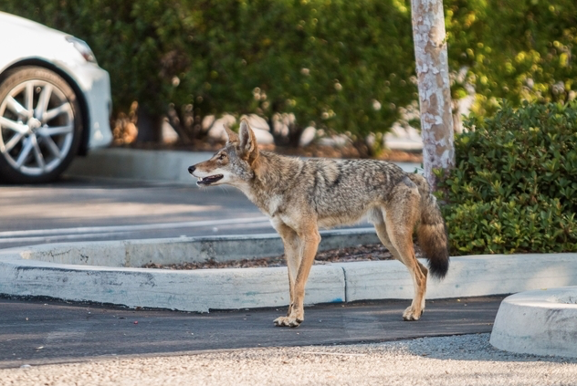 will coyotes mate with dogs