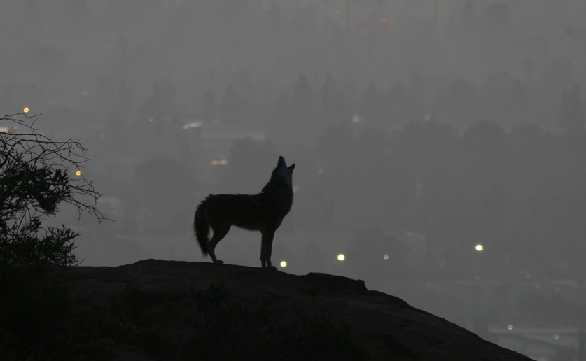 Urban coyotes likely behind mutilated animals in Sacramento