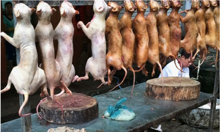 what is dog and cat meat trade