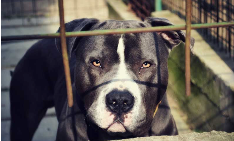 no kill pitbull shelter near me