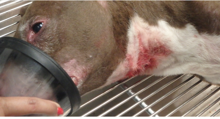 Owner Cuts Pit Bull’s Throat at LA Animal Services Shelter After ‘Managed Intake’ Rejection