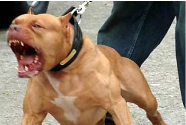 Finally! Mexico Bans Dog Fighting