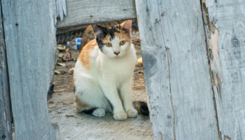 reporting feral cats