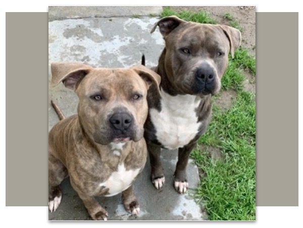 two pit bull dogs looking at the photographer, outdoors, on concrete porch