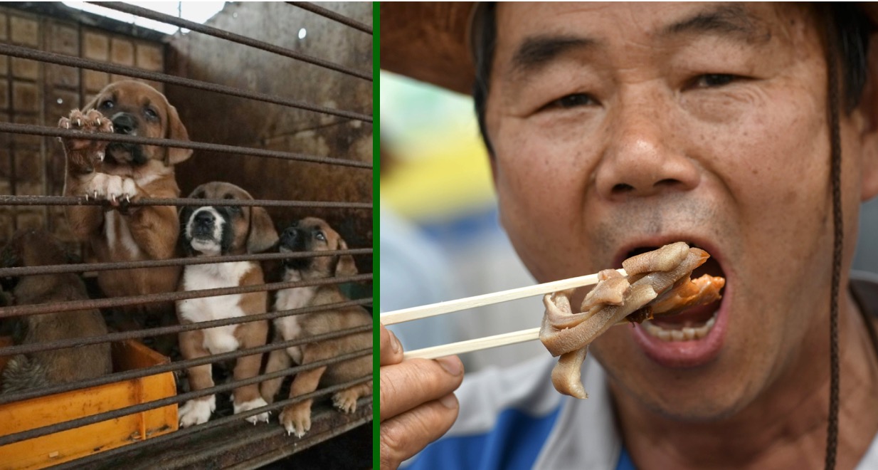 South Korean Dog Meat Ban Urged By People Power Party American Korean War Vets and Celebs