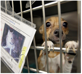 Pick-pocketing LA's Animal Welfare Trust