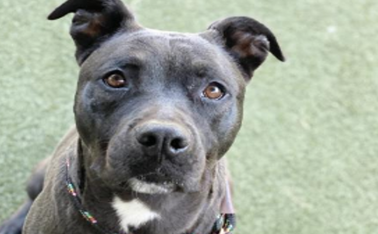 55 Top Photos Austin Pet Adoption Events / Everyone Wants A Rescue Dog Not Everyone Can Have One The New York Times