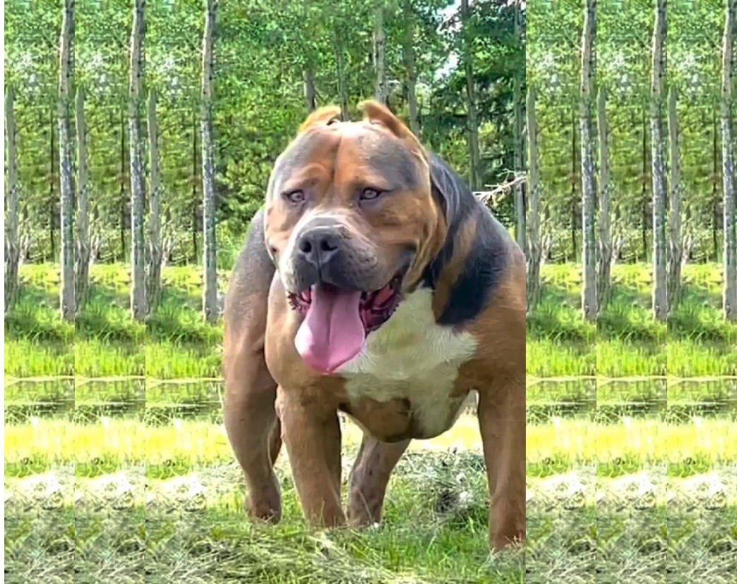The top 10 XL American Bully bloodlines in 2023 in 2023  American bully,  American bully pitbull, American bully kennels