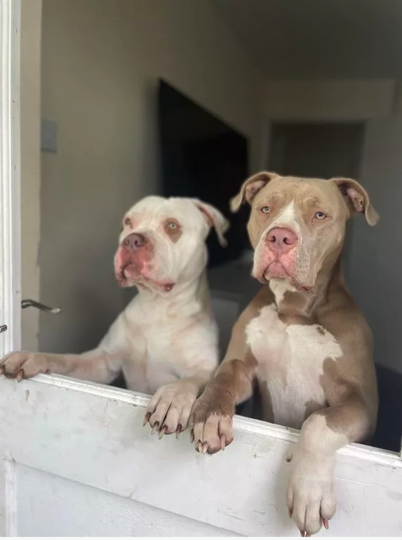 american bulldog ban: American XL Bully dog breed banned in UK and Wales - The Economic Times
