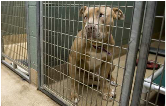 Pit sales bull shelter