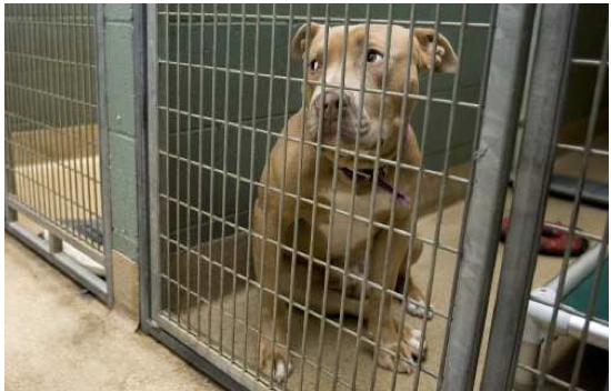 pit bull shelter