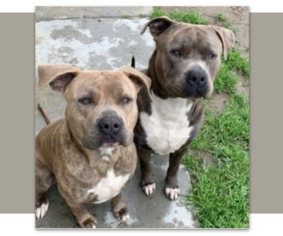 two pit bull dogs looking at the photographer, outdoors, on concrete porch