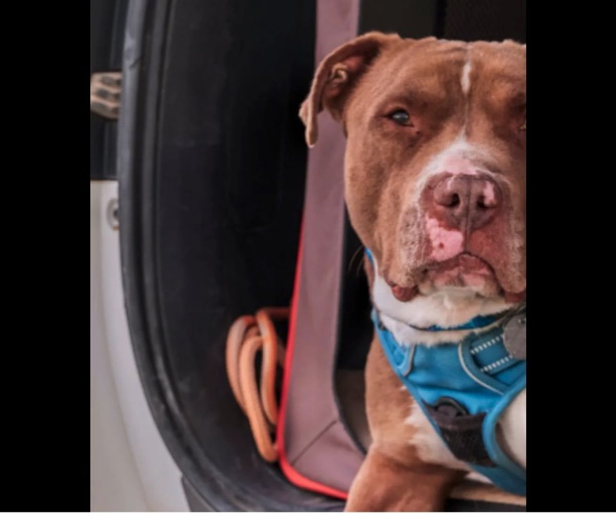 dog looking at camera